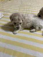 Coco, a male Maltipoo for sale in San Antonio, TX – 1 of 1