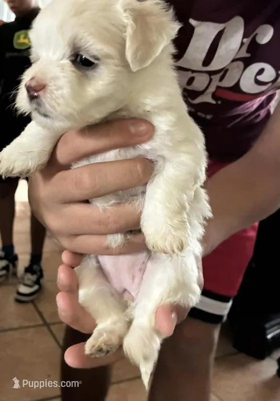 Coco, a female Maltipoo for sale in San Antonio, TX – 1 of 1
