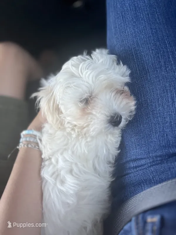 Cotton – Maltipoo puppy for sale in San Antonio, TX