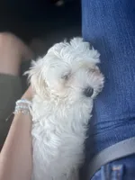 Cotton, a female Maltipoo for sale in San Antonio, TX – 1 of 1