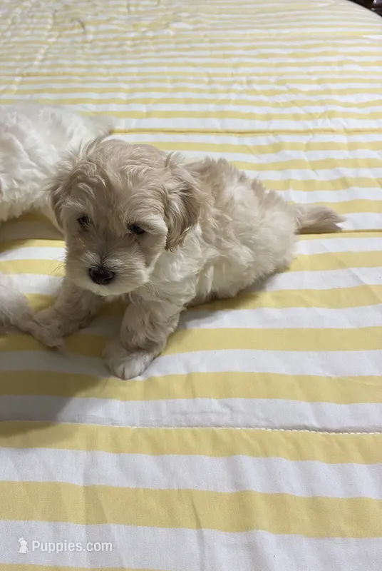 Maltipoo  – Maltipoo puppy for sale in San Antonio, TX