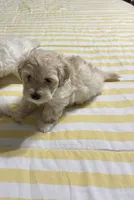 Maltipoo , a male Maltipoo for sale in San Antonio, TX – 1 of 1