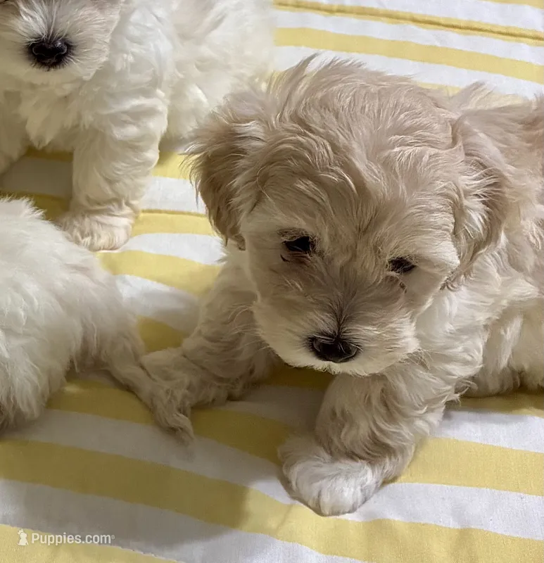Maltipoo – Maltipoo puppy for sale in San Antonio, TX