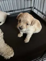 Princess , a female Maltipoo for sale in San Antonio, TX – 5 of 6