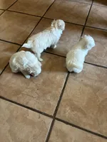 Princess , a female Maltipoo for sale in San Antonio, TX – 6 of 6