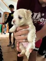 Princess , a female Maltipoo for sale in San Antonio, TX – 2 of 6