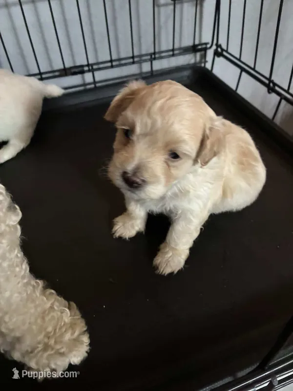 Teddy – Maltipoo puppy for sale in San Antonio, TX
