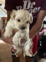 Princess , a female Maltipoo for sale in San Antonio, TX – 1 of 6