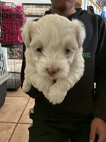 Princess , a female Maltipoo for sale in San Antonio, TX – 4 of 6