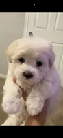 Winter, a male Maltipoo for sale in San Antonio, TX – 1 of 1