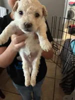Princess , a female Maltipoo for sale in San Antonio, TX – 3 of 6