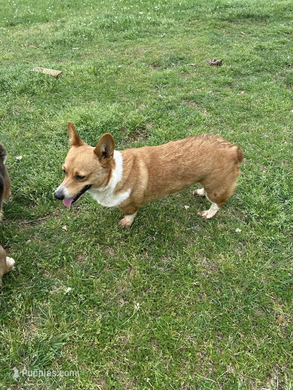 AKC Reba – Pembroke Welsh Corgi puppy for sale in Jacksonville, TX