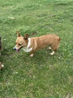 AKC Reba, a female Pembroke Welsh Corgi for sale in Jacksonville, TX – Photo 1 of 2