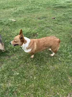 AKC Reba, a female Pembroke Welsh Corgi for sale in Jacksonville, TX – Photo 2 of 2