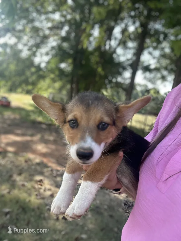 AKC Teal – Pembroke Welsh Corgi puppy for sale in Jacksonville, TX