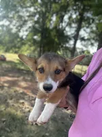 AKC Teal, a male Pembroke Welsh Corgi for sale in Jacksonville, TX – 1 of 2