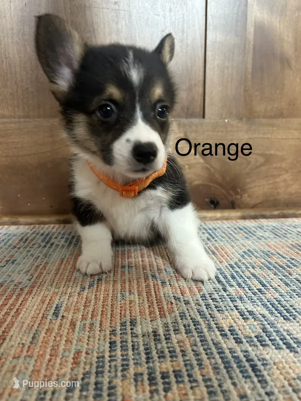 AKC Orange  – Pembroke Welsh Corgi puppy for sale in Jacksonville, TX