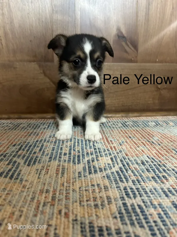 AKC Yellow – Pembroke Welsh Corgi puppy for sale in Jacksonville, TX