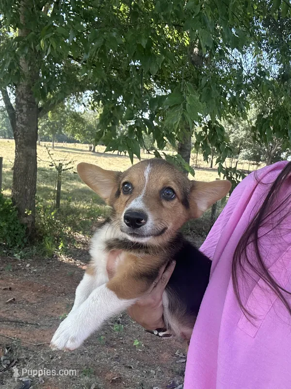 AKC Red – Pembroke Welsh Corgi puppy for sale in Jacksonville, TX