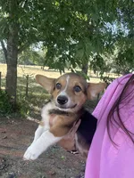 AKC Red, a male Pembroke Welsh Corgi for sale in Jacksonville, TX – 1 of 2
