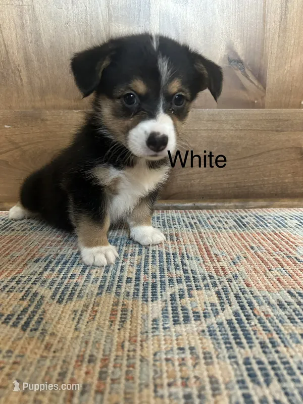 AKC White – Pembroke Welsh Corgi puppy for sale in Jacksonville, TX