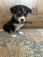 AKC White, a female Pembroke Welsh Corgi for sale in Jacksonville, TX – 1 of 1
