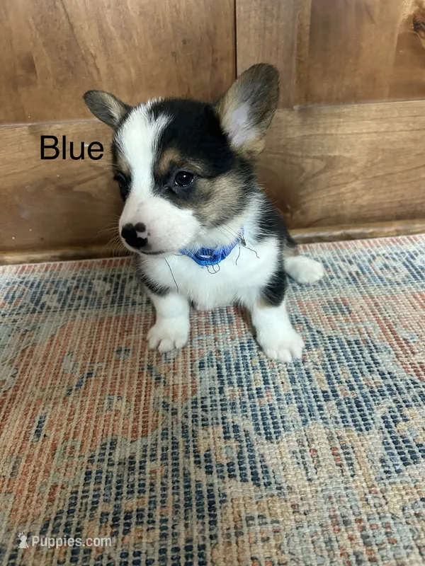 AKC Blue – Pembroke Welsh Corgi puppy for sale in Jacksonville, TX