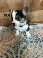 AKC Blue, a male Pembroke Welsh Corgi for sale in Jacksonville, TX – 1 of 1