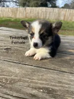 AKC Tinkerbell, a female Pembroke Welsh Corgi for sale in Jacksonville, TX – Photo 2 of 3