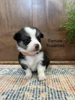 AKC Tinkerbell, a female Pembroke Welsh Corgi for sale in Jacksonville, TX – Photo 3 of 3