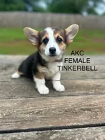 AKC Tinkerbell, a female Pembroke Welsh Corgi for sale in Jacksonville, TX – Photo 1 of 3