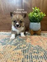 AKC Ahsoka, a female Pembroke Welsh Corgi for sale in Jacksonville, TX – Photo 4 of 4