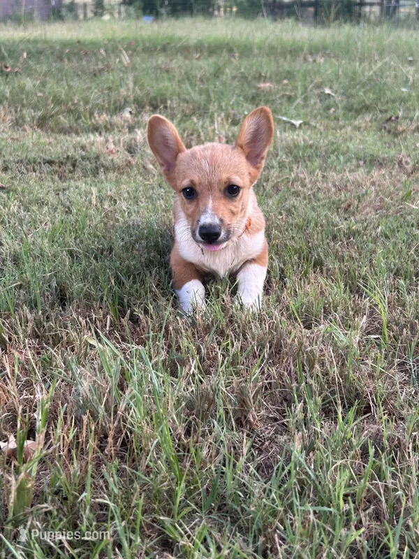 AKC Ahsoka, a female Pembroke Welsh Corgi for sale in Jacksonville, TX – Photo 1 of 4