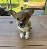 AKC Ahsoka, a female Pembroke Welsh Corgi for sale in Jacksonville, TX – Photo 3 of 4