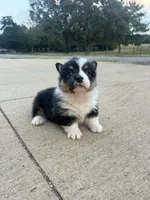 AKC Jill, a female Pembroke Welsh Corgi for sale in Jacksonville, TX – Photo 1 of 2