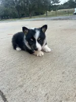 AKC Jill, a female Pembroke Welsh Corgi for sale in Jacksonville, TX – Photo 2 of 2