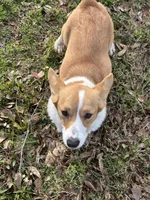 AKC Ella , a female Pembroke Welsh Corgi for sale in Jacksonville, TX – Photo 2 of 2