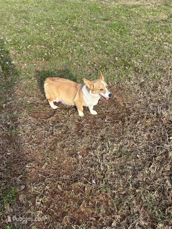 AKC Ella  – Pembroke Welsh Corgi puppy for sale in Jacksonville, TX