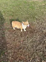 AKC Ella , a female Pembroke Welsh Corgi for sale in Jacksonville, TX – Photo 1 of 2