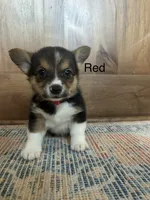 AKC Red, a male Pembroke Welsh Corgi for sale in Jacksonville, TX – 2 of 2