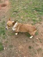 AKC Reba, a female Pembroke Welsh Corgi for sale in Jacksonville, TX – Photo 2 of 2