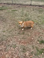 AKC Reba, a female Pembroke Welsh Corgi for sale in Jacksonville, TX – Photo 1 of 2