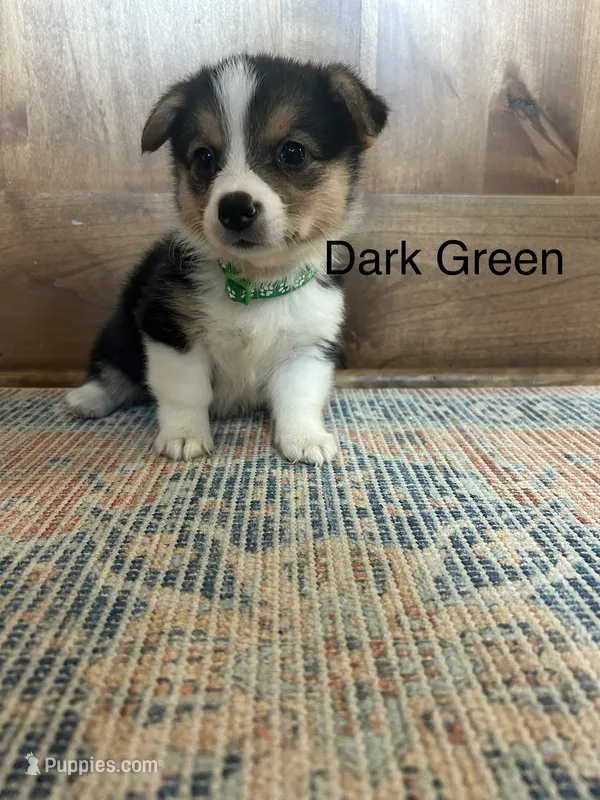 AKC Green – Pembroke Welsh Corgi puppy for sale in Jacksonville, TX