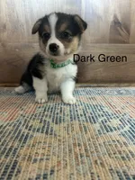 AKC Green, a male Pembroke Welsh Corgi for sale in Jacksonville, TX – 1 of 1