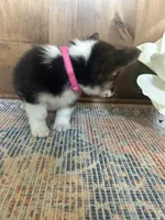 AKC Pink, a female Pembroke Welsh Corgi for sale in Jacksonville, TX – 3 of 3