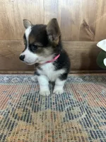 AKC Pink, a female Pembroke Welsh Corgi for sale in Jacksonville, TX – 1 of 3