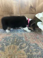 AKC Pink, a female Pembroke Welsh Corgi for sale in Jacksonville, TX – 2 of 3