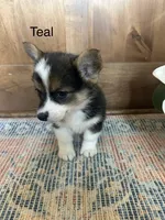AKC Teal, a male Pembroke Welsh Corgi for sale in Jacksonville, TX – 2 of 2