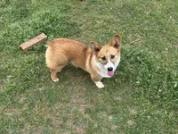 AKC Susie , a female Pembroke Welsh Corgi for sale in Jacksonville, TX – Photo 2 of 2