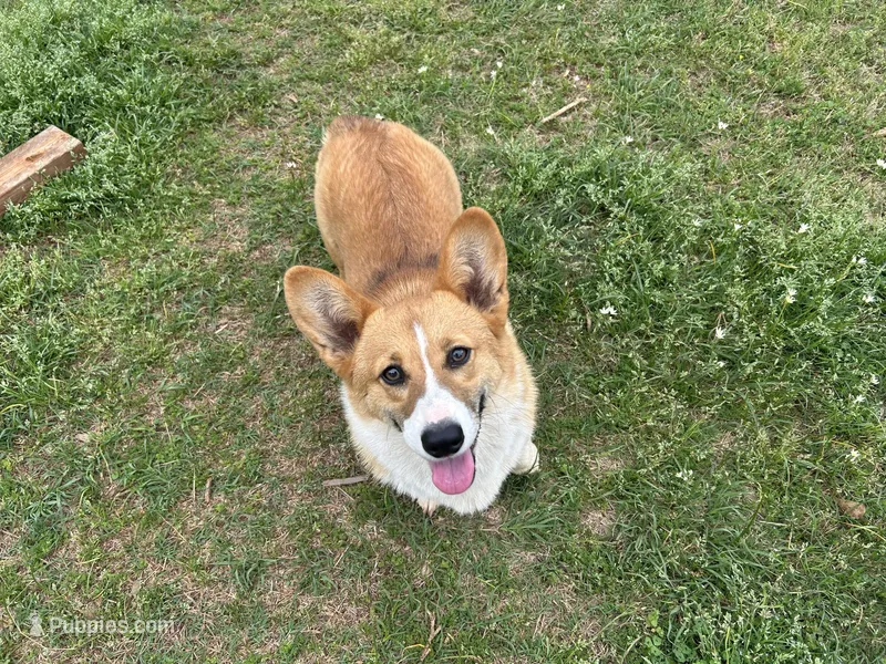Susie  – Pembroke Welsh Corgi puppy for sale in Jacksonville, TX